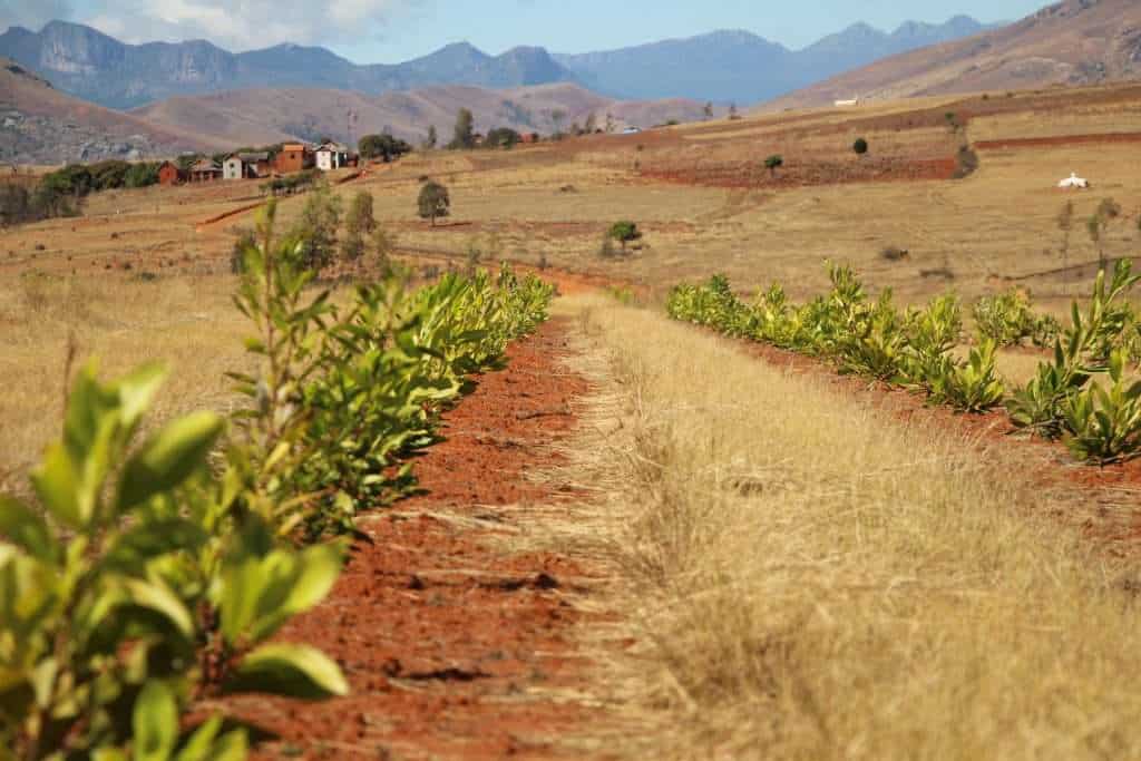 deforestazione piantagione